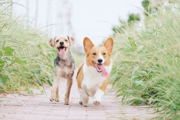 Quels sont les chiens qui n'aboient pas ?